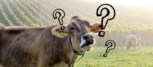 Understanding Lactose Intolerance