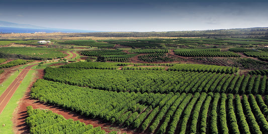 Coffee Farm