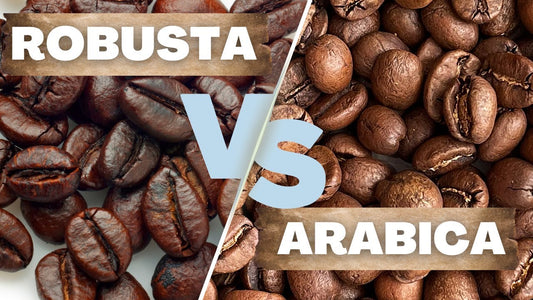 Robusta vs Arabica Coffee Beans