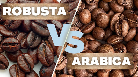 Robusta vs Arabica Coffee Beans 